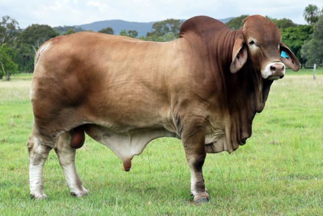 Bryvonlea JBH Ya Mate